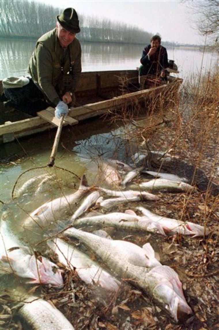 A number of perch poisoned by cyanide lie on the bank of Tisa River, in Becej, about 75 miles  north of Belgrade, in Vojvodina province, Yugoslavia, in February 2000. The spill originated in Romania where a dam at the Baia Mare gold mine overflowed.